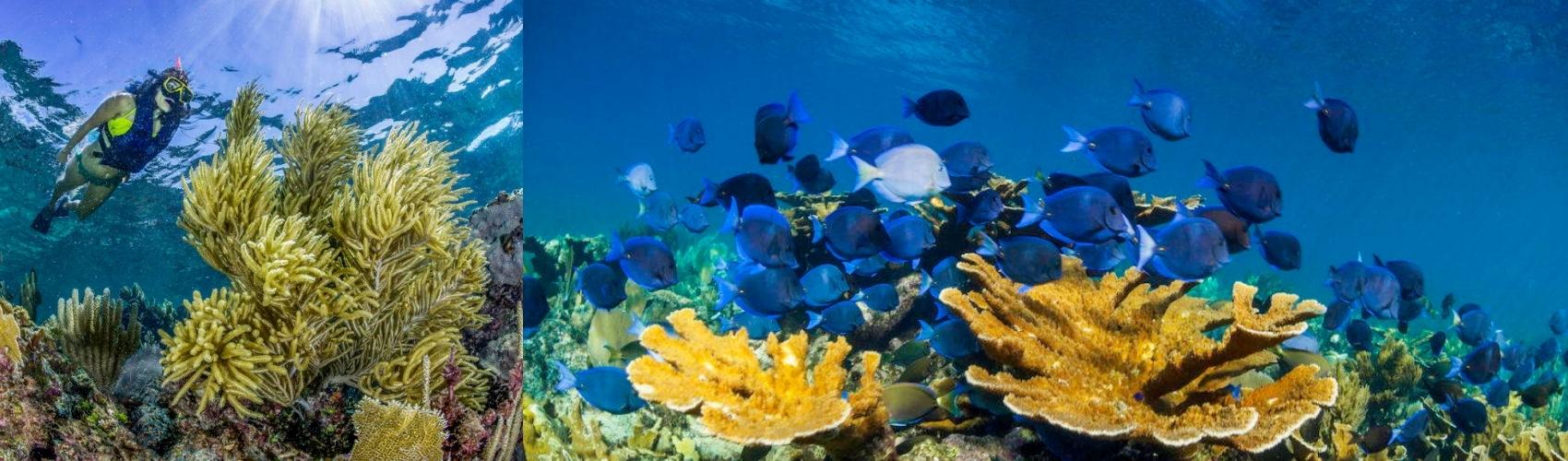 snorkel puerto morelos