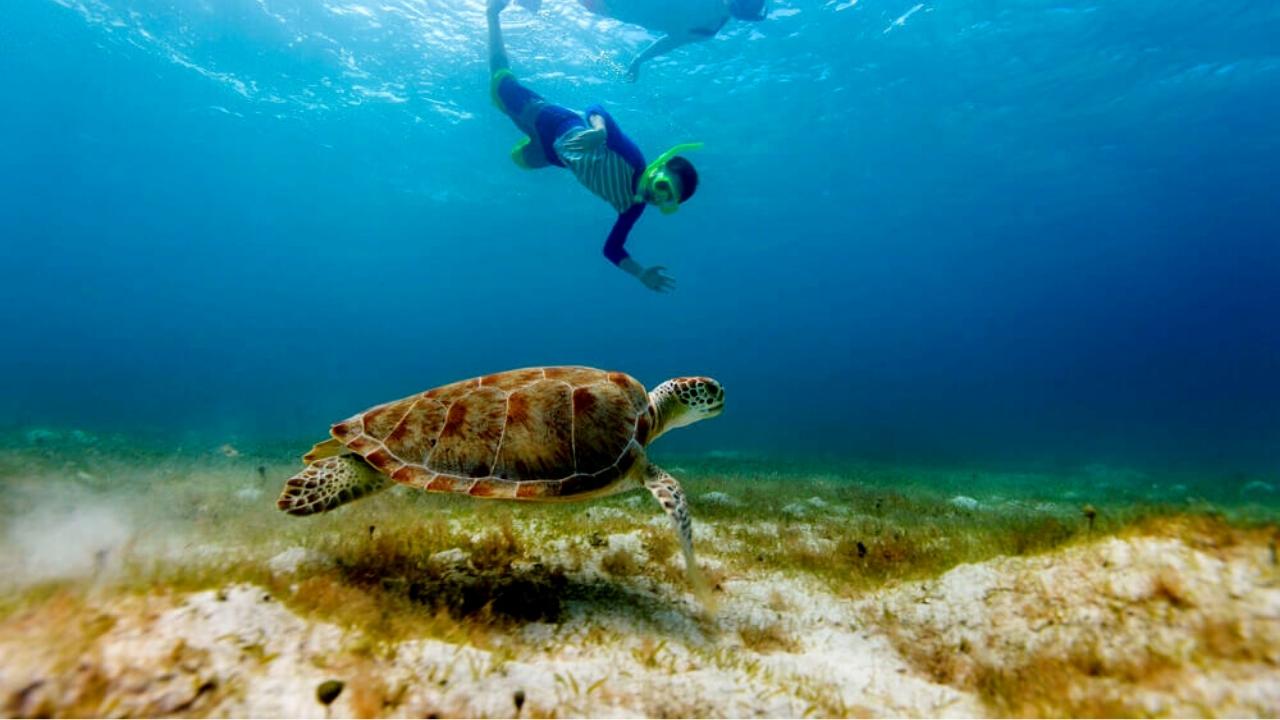 Cenote y nado con tortugas 