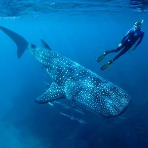 Aventura con tiburón ballena